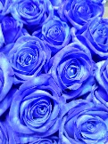 Роза синяя "Вендела Блю"
